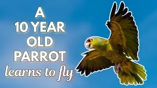 10-летний попугай впервые учится летать! | Брен и Майлз