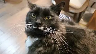 My clingy purring baby claims my lap &ndash; I&rsquo;m trapped!