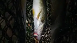 BIG Walleye Like PINK 🤷&zwj;♂️ #shorts #wisconsin #walleyefishing #bigwalleye #fishingvideos #pink #bait