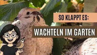 Quail farming: care, feeding, laying behavior, keeping, winter all important information