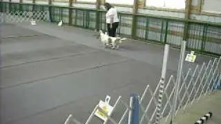 Basset Rally Obedience Excellent