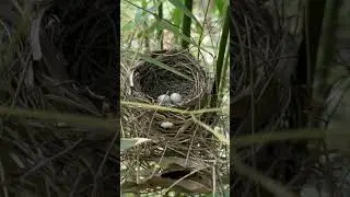 Cardinal nest. #birds #bamboo #nature