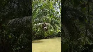 🦥Three-Fingered Sloth Hanging Over a River #2