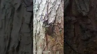 Lucanus elaphus