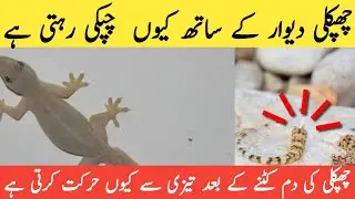 How Lizard Stick on Wall & Why Their Tail Keep Moving After Cut in UrduHindi || Amazing facts video