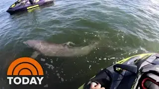 Video Captures Rescue Of Dolphin Trapped In Rope | TODAY