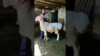 ак аю@@@