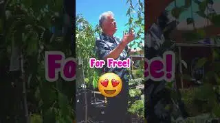 Get A FREE Weeping Cherry NOW!👀😍🌸