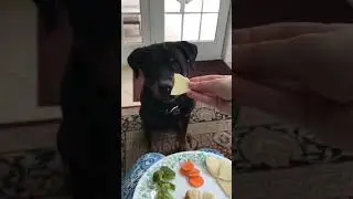 The food that was stolen tasted so delicious #funny #doggielife #dog #dogsworld #dogshorts
