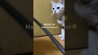 116 目が合うナナコさん🐱 | Eye Contact with Nanako #shorts  #猫 #cat