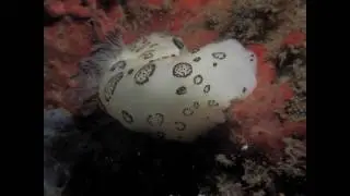 Diving in Samaesan Island, Thailand