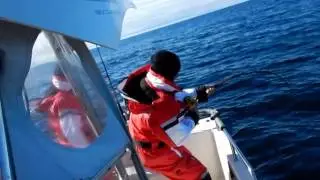 Hälleflundra på 215cm fångad på Røst. Halibut at 215cm caught on Røst