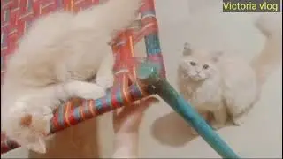 #My cute pertain cat #victoriavlog