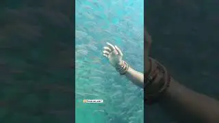 Scuba Diving at Neil Island Andman & Nicobar  