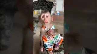 Adorable monkey is sitting and eating / The adorable monkey has new clothes