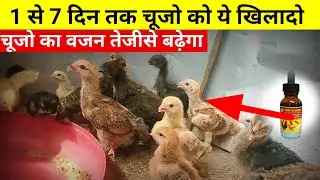 1 से 7 दिन तक चूजो को ये खिलादो चूजो का वजन तेजीसे बढ़ेगा(Local chicken farming)