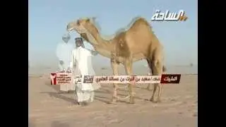 #اجمل_الفرديات 2 | الشيك للمالك / سعيد بن البرك بن عسالة العامري