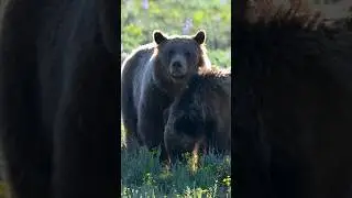 🐻Grizzly 399 + Bear Cub Spirit in Flower Field🌼 #nature #wildlife