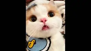 funny cat mood booster #cat #catlover #funnycats #funny #cute #pets #kitten #cutecat #meow #kitty