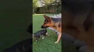 Brave dog rescues cat！🐶❤️🐱 #dogs #cat #dog