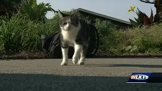 &lsquo;Working cats&rsquo; help local businesses