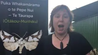 Children aid moth conservation