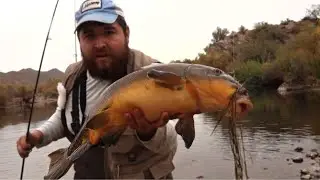 Trout, Bass, and GIANT Suckerfish! Salt River Fishing Arizona