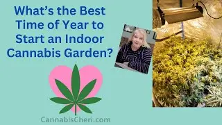 What is the best time of year to start an indoor cannabis garden?