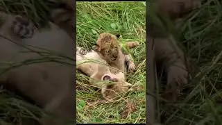 Little Lion Cub Roars with Spirit | Protect Wildlife #LionCub #LeoVibes #ProtectWildlife #WildNature