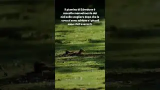 Il Glossario del Lavandai Edredone