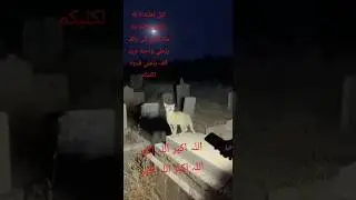 #allahuakbar #cate sounds Allah Akbar #allah #subhanullah #viral #trindingshorts #foryou #catvideos