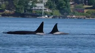 Orca fest in Active Pass today! July 26, 2023.