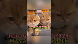 Papa Oyen Bikin Kesal Mama Oyen Ngambek 😲😱 #shorts #kucing #kucinglucu