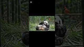 Compartiendo el momento 🐼🌿