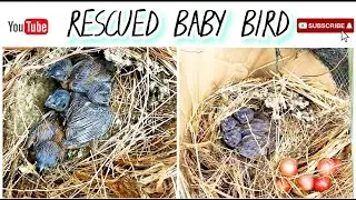 fallen bird's nest from the tree | rescued baby bird