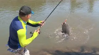 Pecanje na reci Begej - Pecanje soma i &scaron;arana - Varaličarenje i dubinsko pecanje | Fishing catfish