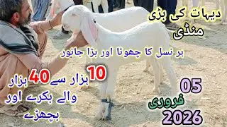 5 February 2026 gaon ki sasti mandi din 12:00 baje ke time mandi ka rate gir Gaya گاؤں کے سستے منڈی 