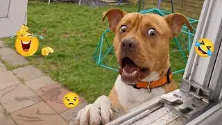 Try Not to Smile Hilarious Dogs Ever 🤣🐕 Best Dog Videos 2025 #45