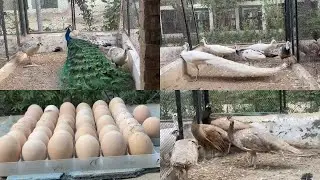 Peacock Breeding Season | Peacocks Eggs Season | Peacock Breeding Tips | M Birds