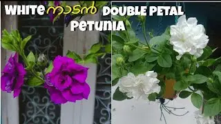 White nadhan double petal petunia / Thumbelina white diana petunia plant 