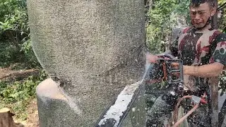 Tebang Pohon besar beresiko kabel tegangan tinggi | newwest 728 56cc Bar 32 inch Mc Culloch