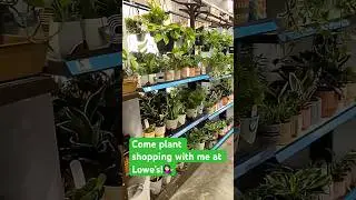 Plant shopping at Lowe&rsquo;s!🪴 #plants #houseplants #ihavethisthingwithplants