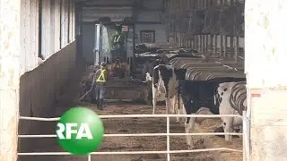 China&rsquo;s New Mega-Farms Bring Profit, Pollution | Radio Free Asia (RFA)