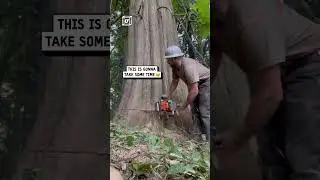 Cutting down a huge cedar tree 😲🌳                           🎥: Brennen Miller via Viralhog