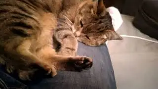 Tonpunktur bei Tieren - die Stimmgabel und ihre Anwendung bei Katzen