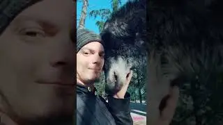aww so cute and funny reaction of animals | #shorts | #animalseries |