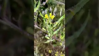 La fleur chanteuse ' Les r&eacute;seaux '