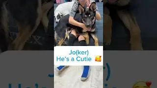 Jo. He&rsquo;s an absolute cutie. A small German Shepherd mix. #adopt #germanshepherd