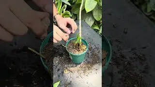 bonsai material idea from water propagation #plantbased #bonsaimaterial #bonsai #propagation