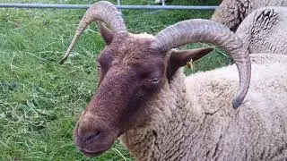 THE MANX LOAGHTAN | 2020 Isle of Man Food & Drink Festival 🇮🇲 ISLE OF MAN tEAvEE